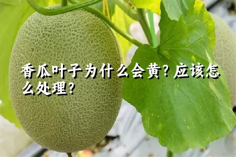 香瓜叶子为什么会黄？应该怎么处理？