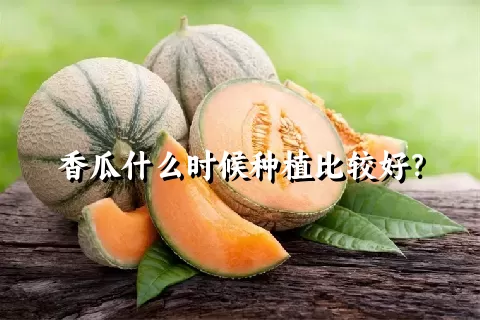 香瓜什么时候种植比较好？