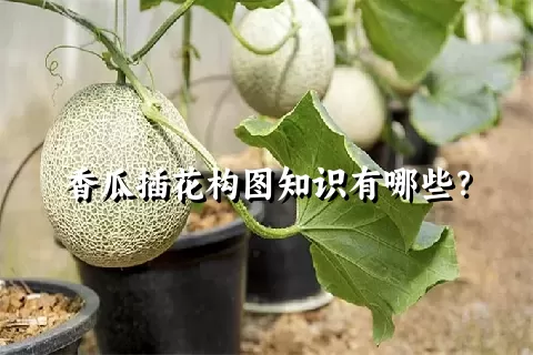 香瓜插花构图知识有哪些？