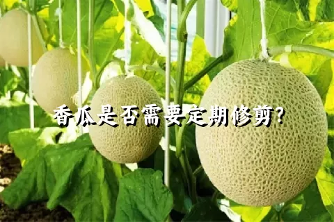 香瓜是否需要定期修剪？