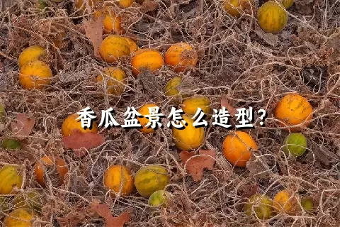 香瓜盆景怎么造型？