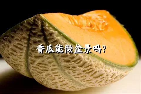 香瓜能做盆景吗？