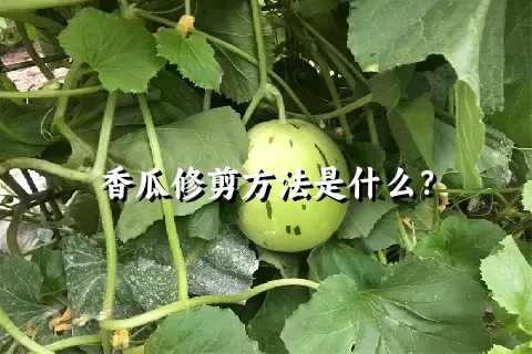 香瓜修剪方法是什么？