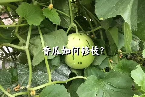 香瓜如何修枝？