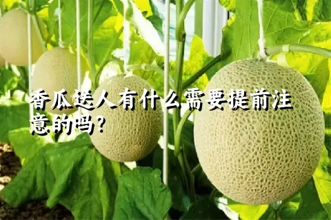 香瓜送人有什么需要提前注意的吗？