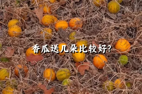 香瓜送几朵比较好？