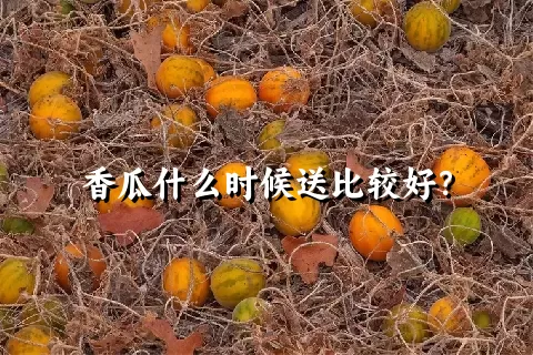 香瓜什么时候送比较好？