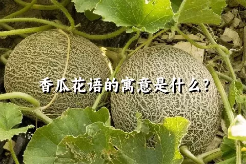 香瓜花语的寓意是什么？