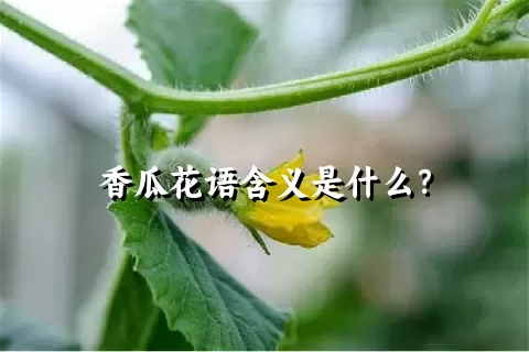 香瓜花语含义是什么？