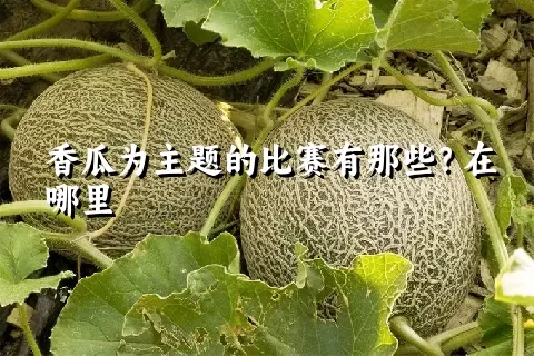 香瓜为主题的比赛有那些？在哪里