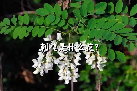 刺槐是什么花？