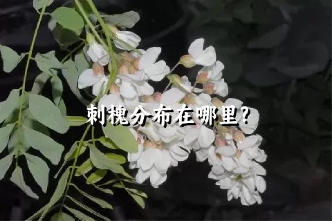 刺槐分布在哪里?