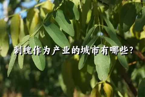 刺槐作为产业的城市有哪些？