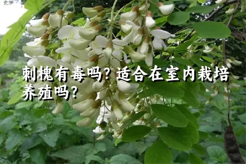 刺槐有毒吗？适合在室内栽培养殖吗？