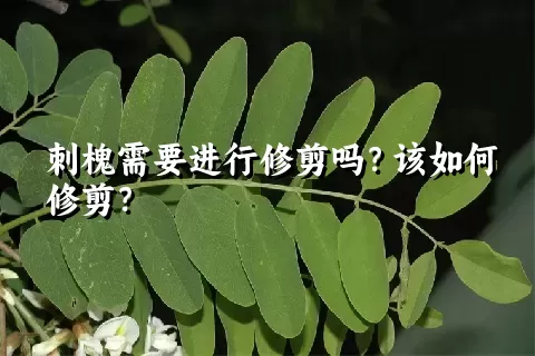 刺槐需要进行修剪吗？该如何修剪？