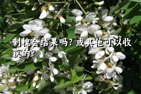 刺槐会结果吗？或其他可以收获的？