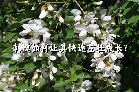 刺槐如何让其快速茁壮成长？