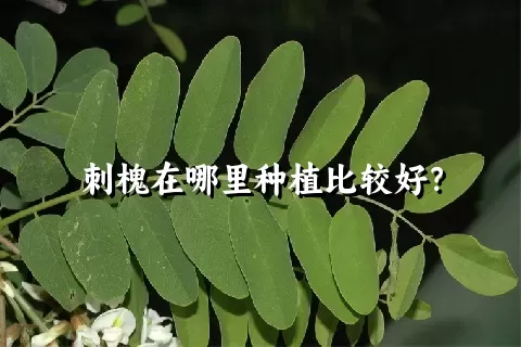 刺槐在哪里种植比较好？