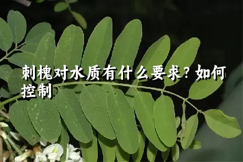 刺槐对水质有什么要求？如何控制