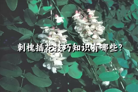 刺槐插花技巧知识有哪些？