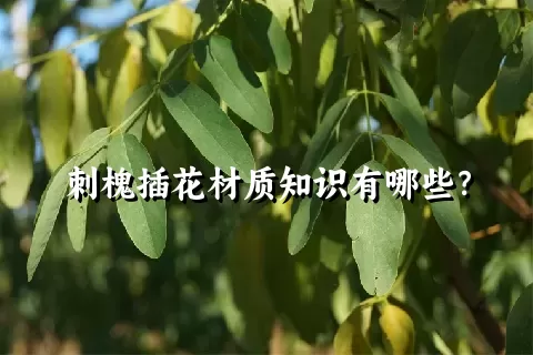 刺槐插花材质知识有哪些？