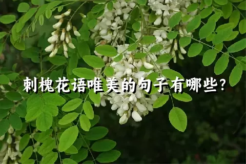 刺槐花语唯美的句子有哪些？