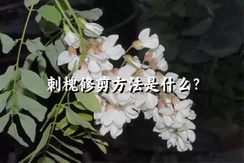 刺槐修剪方法是什么？