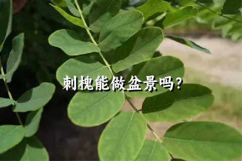 刺槐能做盆景吗？