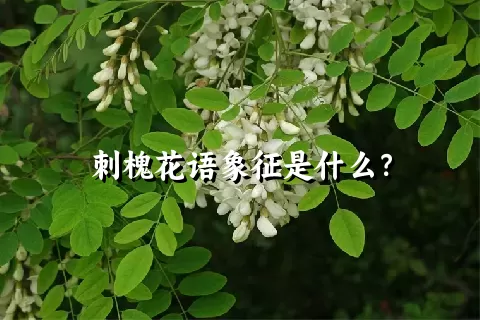 刺槐花语象征是什么？