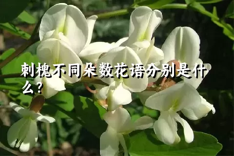 刺槐不同朵数花语分别是什么？