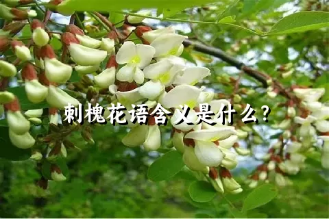 刺槐花语含义是什么？