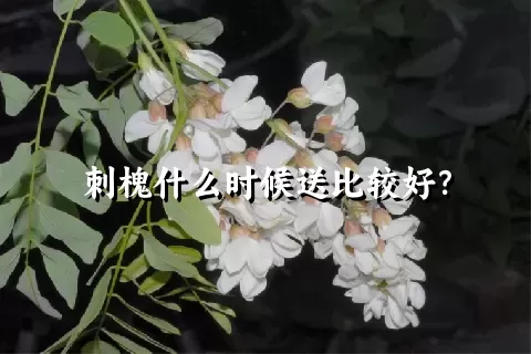 刺槐什么时候送比较好？