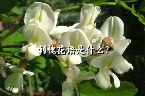 刺槐花语是什么？