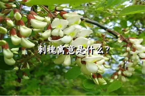 刺槐寓意是什么？