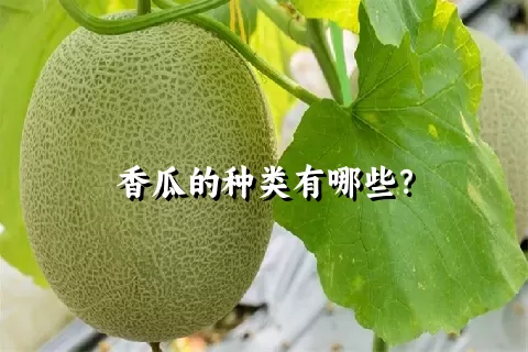 香瓜的种类有哪些？