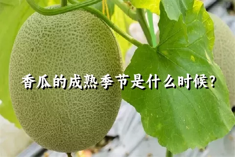 香瓜的成熟季节是什么时候？