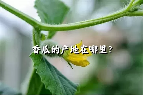 香瓜的产地在哪里？