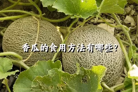 香瓜的食用方法有哪些？