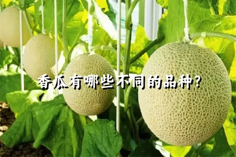 香瓜有哪些不同的品种？