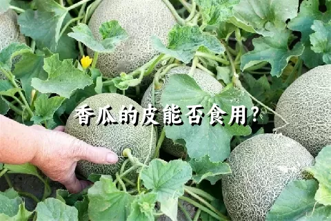 香瓜的皮能否食用？