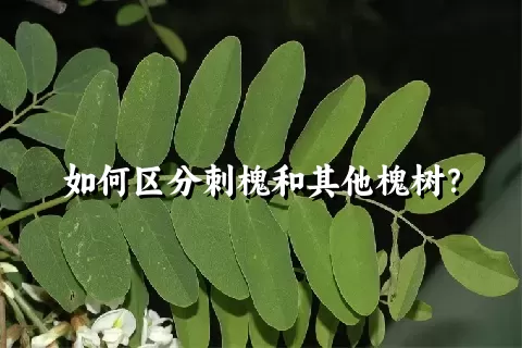 如何区分刺槐和其他槐树？