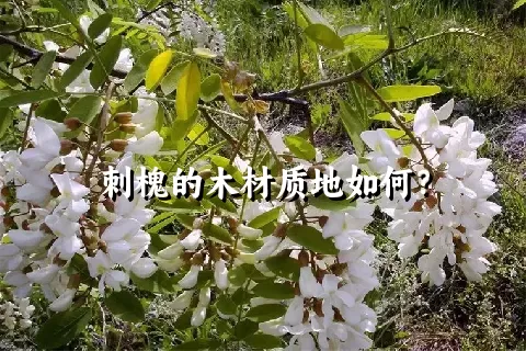 刺槐的木材质地如何？