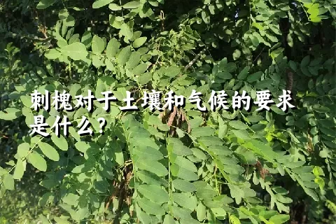 刺槐对于土壤和气候的要求是什么？