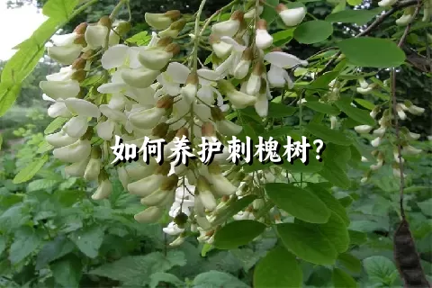 如何养护刺槐树？