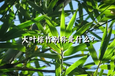 大叶棕竹别称是什么？