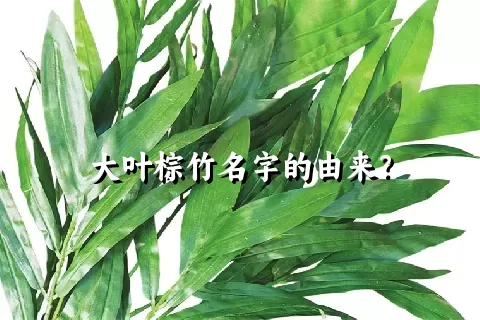 大叶棕竹名字的由来？