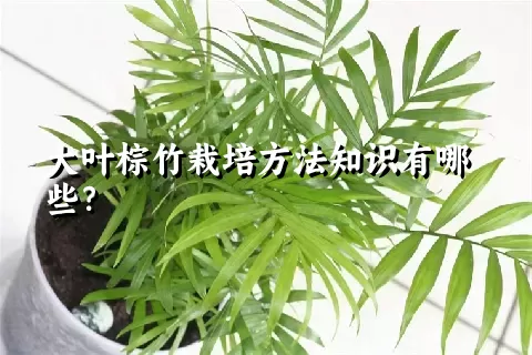 大叶棕竹栽培方法知识有哪些？