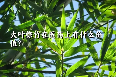 大叶棕竹在医药上有什么价值？