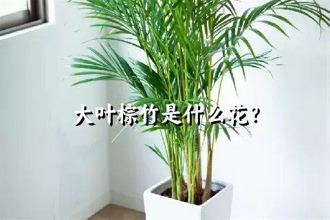 大叶棕竹是什么花？