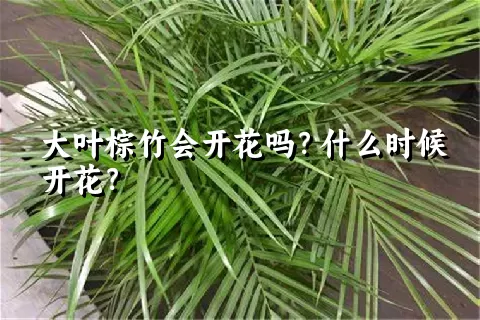 大叶棕竹会开花吗？什么时候开花？